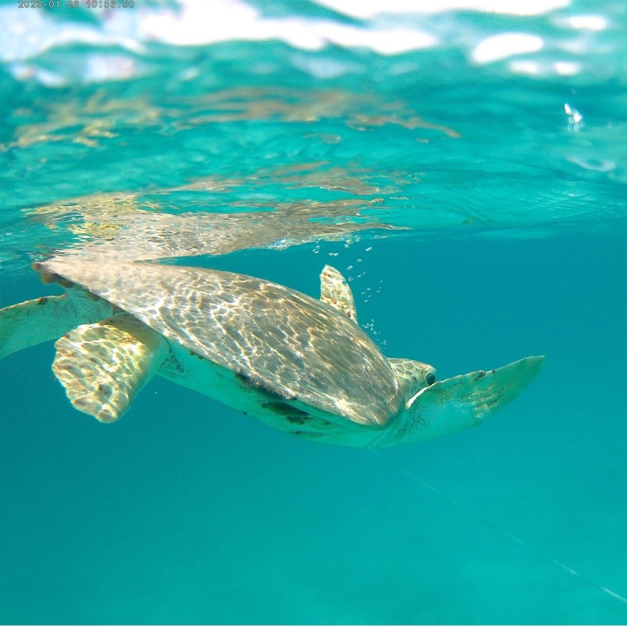 onegearplus-4K-WiFi-30fps-Unterwasser-Video-Barbados-2023