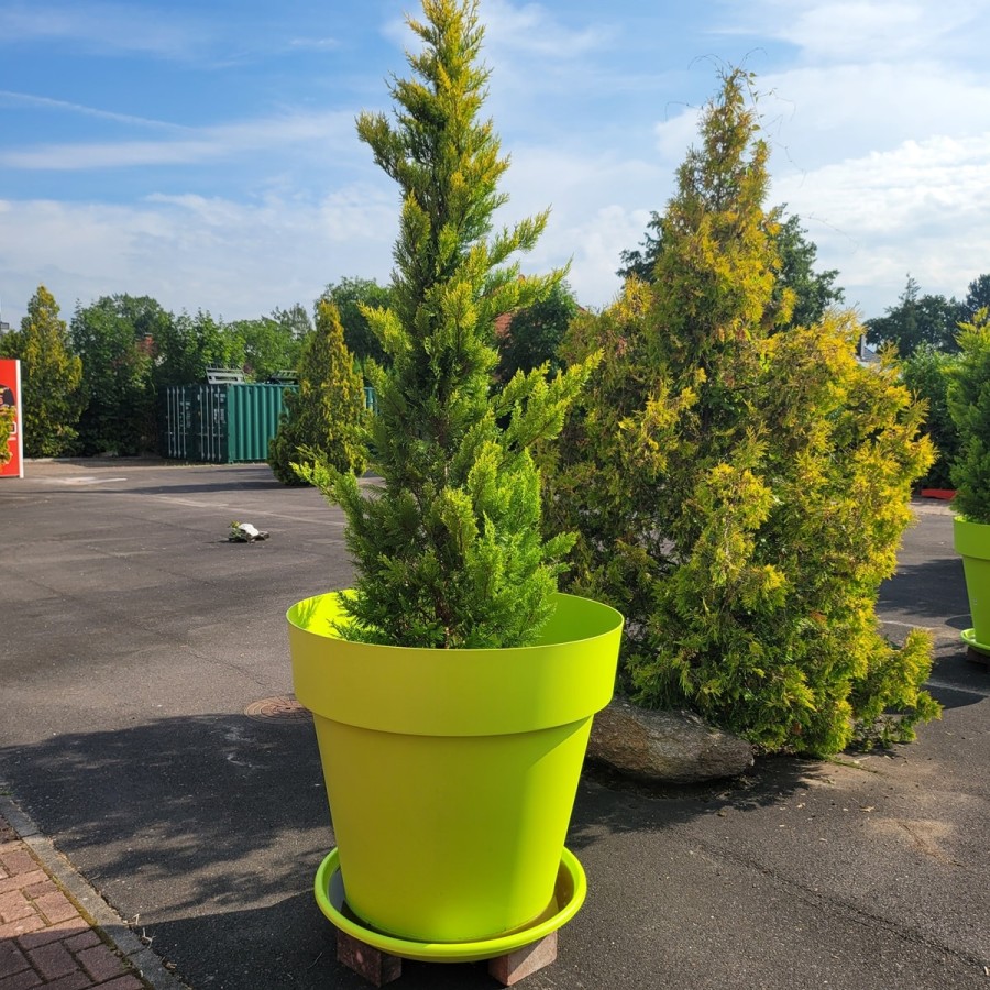 der-groesste-Blumentopf-fuer-innen-und-aussen-Frostsicher-fuer-Pflanzen-Straeucher-und-Baeume-2