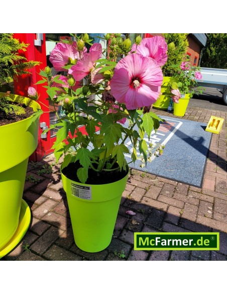 McFarmer-XL-Planzkuebel-apfelgruen-3