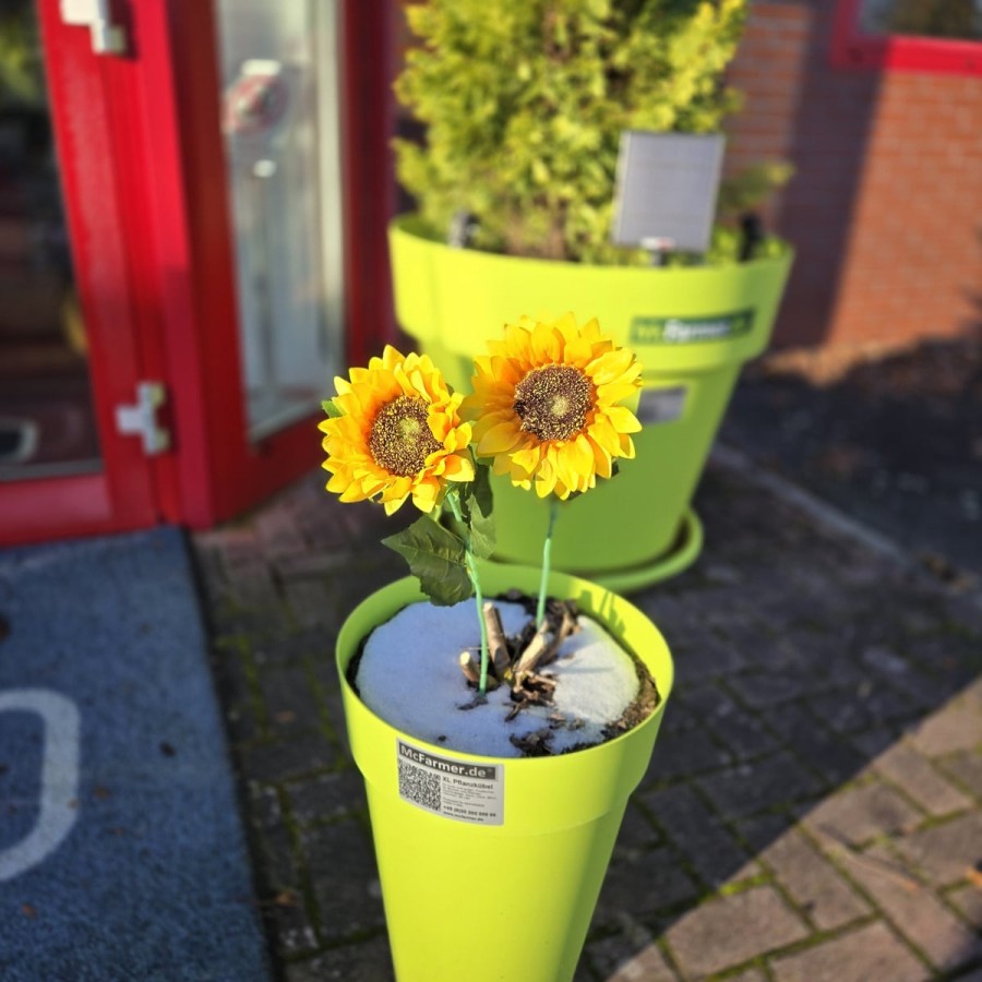 Kuenstliche-Sonnenblumen-mit-langen-Stielen-taeuschend-echt